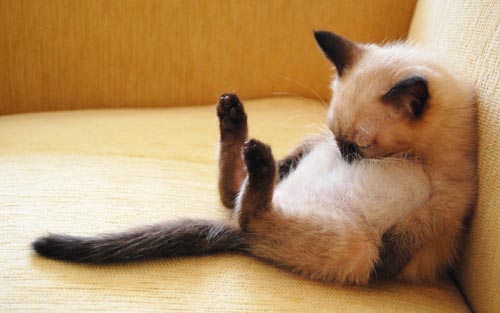 Cats