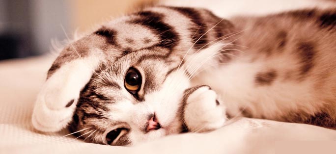 Cats