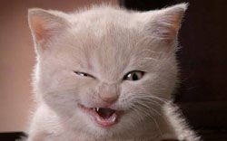 Index Cat