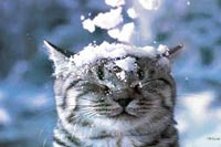 Winter Car